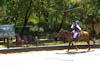 Equestrian Show